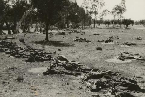 Dead cattle during the drought of 1922
