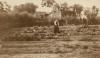 Hermannsburg garden with woman tending rows of vegetables