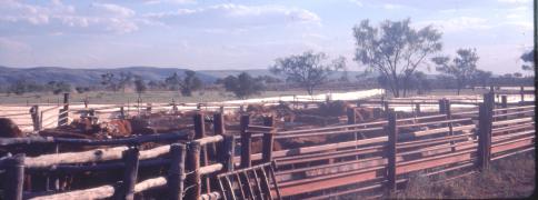 Cattle at Hermannsburg stockyard